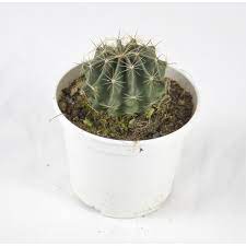 In questa sezione vengono presentate le nuove proposte di pungilandia: Vendita Pianta Grassa Notocactus Buiningii Piante Grasse Mondo Piante
