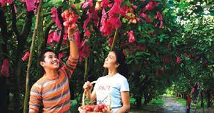 Buah pertama yang memiliki khasiat menaikkan tensi darah rendah adalah buah naga. Makan Buah Dipetik Terus Dari Pokok Harian Metro