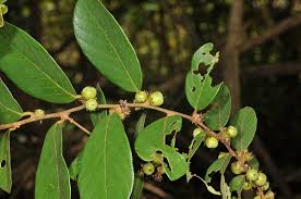 Image result for Bridelia ferruginea