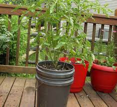 How To Build A 5 Gallon Self Wicking Tomato Watering Container Bucket Gardening Tomato Garden Tomato Planter