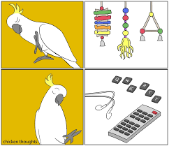 Chicken Thoughts Funny Parrots Pet Birds Owl Pet