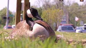 Hours may change under current circumstances Canada Geese Nest Alongside Busy Tulsa Street