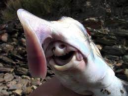 These 34 Rare Sea Animals Seem To Come From Another World Deep Sea Creatures Weird Sharks Sea Animals