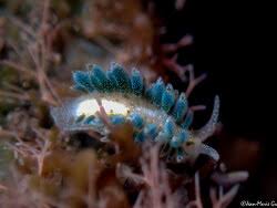 Image result for Selago coerulea