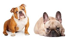 The miniature bulldog usually costs between it can even reduce your pet's lifespan by more than a year. Is A French Bulldog English Bulldog Mix The Right Pet For You