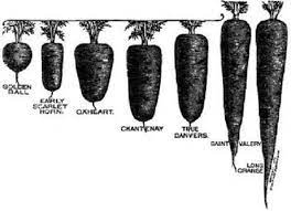 How wide should a raised garden bed be? 8 Inches Or Taller Raised Garden Mother Earth News