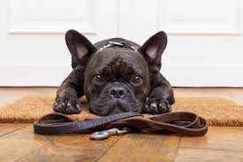 Sure, it's not pleasant cleaning up after your pup, but punishment isn't going to help. A Guide To French Bulldog Training Potty Socialization And Bonus Tips