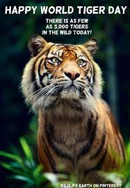 Did You Know That When It Snows My Eyes Happy World Tiger Day Did You Know That There Is Only 3 000 Tigers Left In The Wild That S 97 Of The Tiger Species G Animals Wild Animals Cute Baby Animals