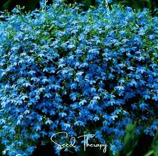 Image result for Lobelia erinus