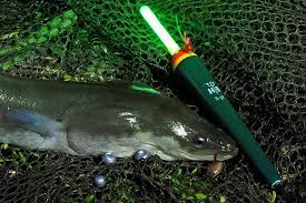 Fang Die Seeschlange Aal Angeln Angeln Fische