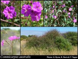 Image result for Commicarpus