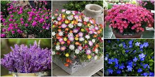Vendita online pianta mirtillo è un arbusto che raggiunge altezze di 1,50 m di altezza dai fiori bianchi e rossi. Fiori Da Balcone Creare Uno Spazio Green Roba Da Donne