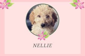 Which is the best family dog? 150 Goldendoodle Girl Names Cute Unique A Dood Able Happy Go Doodle