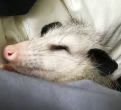 Check spelling or type a new query. Sleeping Little Opossum Baby Possum Opossum Awesome Possum