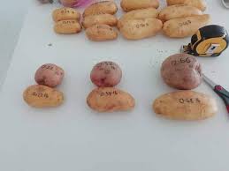 It weighs 114 grams and provides a total of 103 calories. How Many Potatoes In A Pound Growerexperts Com