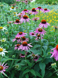 Image result for Echinacea purpurea `Magnus`