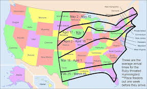 Report A Sighting On The Hummingbird Migration Map