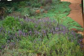 Image result for Coleus neochilus