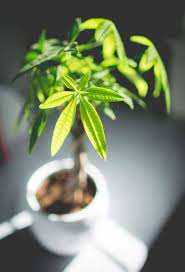 Why Does My Money Tree Have Yellow Leaves Pachira Aquatica Smart Garden Guide In 2021 Money Tree Plant Pachira Money Tree Money Trees