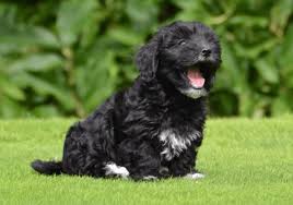 Chocolate havanese puppies for sale near me. Havanese Puppies For Sale In Dubai Pure Breed Pups Pet Mania Dubai