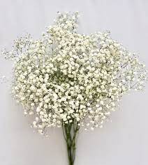 Babies Breath Is A Quintessential Element Of Many Floral Arrangements A Common Florist S Favorite Orde Babys Breath Flowers Babys Breath Bulk Flowers Online