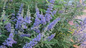 Image result for Chasteberry