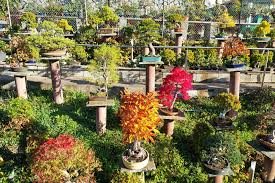Bonsai can be grown with a number of different plants and trees. Bonsai Garten Bonsai Stube Roth