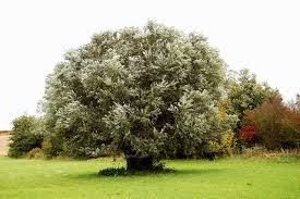 Le saule blanc, saule commun, saule argenté, osier blanc, ou saule vivier (salix alba l.), est un arbre de la famille des salicacées. Salix Flickr