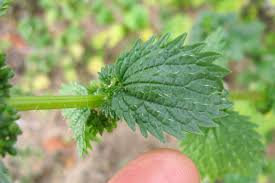 Image result for Urtica urens