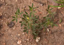 Image result for Stylosanthes fruticosa