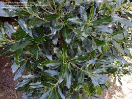 Image result for Warburgia ugandensis