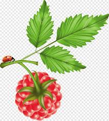 Raspberry Cranberry Hand Painted Raspberry Watercolor Painting Food Leaf Png Pngwing Watercolor png cliparts, all these png images has no background, free & unlimited downloads. pngwing