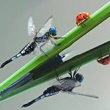 Black And Blue Widow Skimmer Dragonfly When Lady Meets Dragon Ladybug Dragonfly Insect Dragonfly