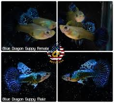 Image result for Dragon SY-252