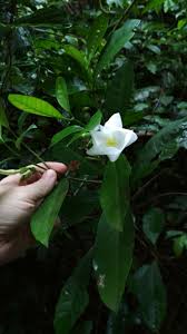 Image result for Callichilia