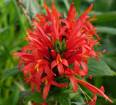 Image result for Justicia odora