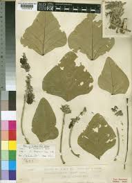 Image result for Erythrina sacleuxii