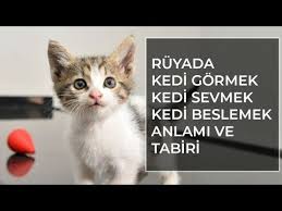 ruyada kedi gormek islami ruya tabirleri ihya diyanet ruya tabirleri