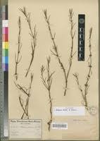 Image result for Spermacoce subvulgata