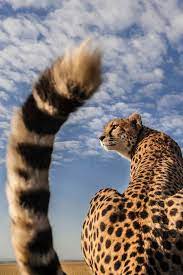 Cheetah In Masai Mara Animals Beautiful Animals Big Cats