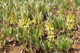 Image result for Eriosema