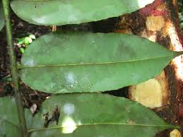 Image result for Zanthoxylum gilletii