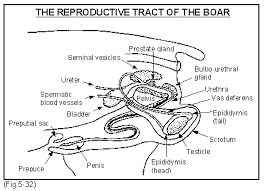 Boar Anatomy And Physiology The Pig Site
