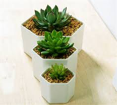 Insects, birds, earthworms, fungi, deer, voles, and many other creatures may visit or live among the plants and in the soil. Great Idea For Small Plants Simple Hexagon Ceramic Flower Pot White Succulents Planter Flowerpot Vase For Gift Home Decoration Ceramic Flower Pots Flower Potsucculent Planter Aliexpress