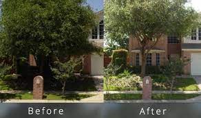 New Tree Trimming Cost Guide 2020 6 Examples Pictures Tree Trimming Cost Tree Trimming Tree Removal Cost