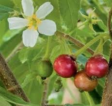 7 Manfaat Daun Kersen Untuk Kesehatan Buah Daun Kesehatan