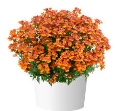 Image result for Nesaea dinteri