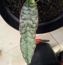 Image result for Sansevieria scimitariformis
