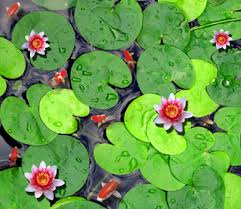 3d Water Lily Pond Floor Mural Aj Wallpaper Mural Floor Murals Lily Pond