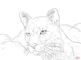 Welcome to the new coralwatch ambassadors! Florida Panther Coloring Page Free Printable Coloring Pages Coloring Home